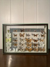 Collection papillon nature d'occasion  Chaumont