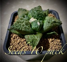 Ariocarpus godzilla seeds for sale  Kaneohe