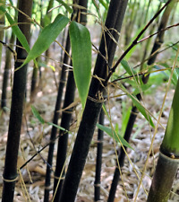 Black bamboo rhizomes for sale  Conyers