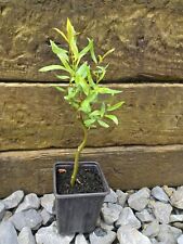 Salix matsudana tortuosa for sale  UK