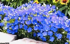 Campanula carpatica bells for sale  CHIGWELL