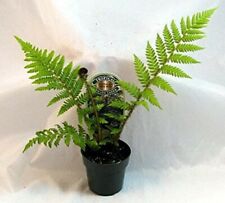 Cyathea cooperi live for sale  Wadsworth