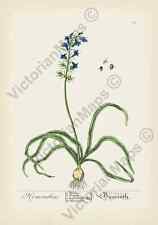 Bluebell flowering plant for sale  HASLEMERE
