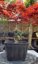 Hawthorn bonsai tree for sale  BROMLEY