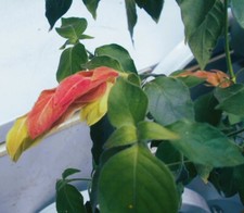 Young red flowering for sale  PAR