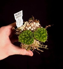 snake terrarium for sale snake terrarium for sale ANDOVER