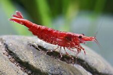 Lotto neocaridine caridina usato  Leffe