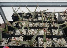 Welwitschia mirabilis seedling for sale  Vista
