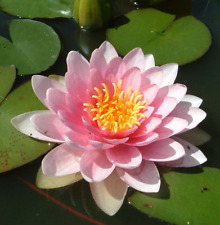 water lily for sale water lily for sale BUCKFASTLEIGH