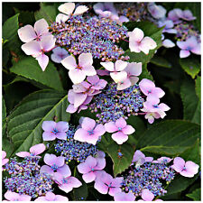 Hydrangea macrophylla mariesii for sale  NEWTOWNARDS