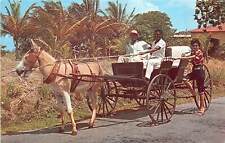 Us8219 old donkey for sale  LONDON