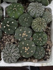 Lotto astrophytum asterias usato  Milano
