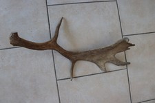 Abwurfstangen damgeweih geweih gebraucht kaufen  Grainau