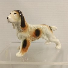 Cocker spaniel brown for sale  Springfield