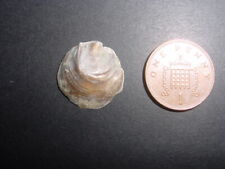 Rare bartonian eocene for sale  RINGWOOD