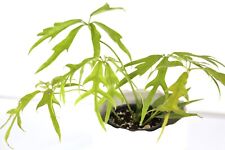 Schefflera actinophylla nova for sale  Lake Forest