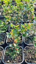 Bonsai tree collection for sale  MALPAS