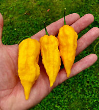 Bhut jolokia gelb gebraucht kaufen  Schmidmühlen