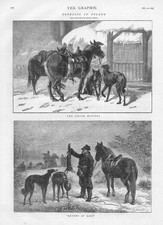 Hare coursing poland for sale Hare coursing poland for sale  GLASGOW