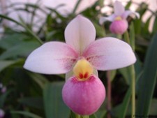 Phragmipedium schlimii anja usato  Spedire a Italy