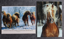 Postkarten haflinger pferd gebraucht kaufen  Limburg a. d. Lahn