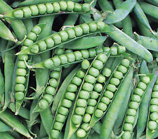Vegetables pea alderman for sale  SALISBURY