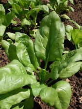 Spinach matador 700 for sale  SALISBURY