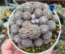 Pelecyphora aselliformis wysiw for sale  Shipping to United Kingdom