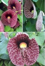 Dutchman pipe aristolochia for sale  Mobile