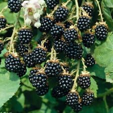 Rubus fruticosus mûres d'occasion  Expédié en France