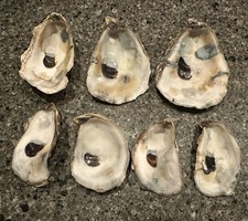 Lot oyster shells for sale  Fall River