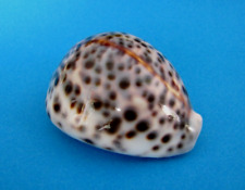 Cypraea tigris gem d'occasion  Nice-