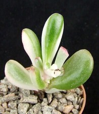 Crassula hobbit variegated for sale  EASTBOURNE