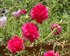 Cuttings hot pink for sale  Clearwater