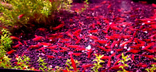 Lotx100 red cherry for sale  Columbia City
