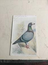 pigeon feathers for sale pigeon feathers for sale FARNHAM