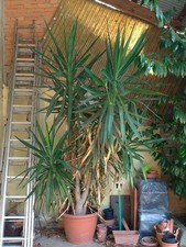 Yucca elephantipes xxl usato  Torre Canavese