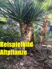Yucca schottii gloriosa gebraucht kaufen  Mönchengladbach