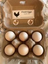 Bantam eggs for sale  GRIMSBY