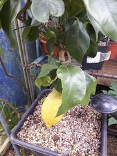 Sweet lemon seedlings for sale  ST. AUSTELL