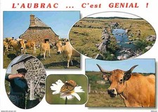 Animaux vaches aubrac d'occasion  Fruges