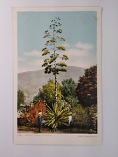 California postcard early for sale  Griffin
