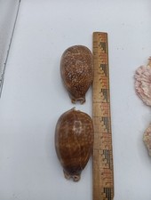 Cypraea cervus dense for sale  Hudson