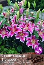 Oriental lily stargazer for sale  UK