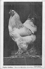 CP ESPECE GALLINE RACE DE BRAHMA POOTRA COQ - 35917 comprar usado  Enviando para Brazil