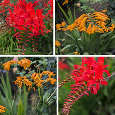 Crocosmia seeds lucifer for sale  SCUNTHORPE