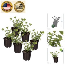 Live eucalyptus plants for sale  Sunrise Beach