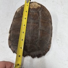 Snapping turtle shell for sale  Elyria