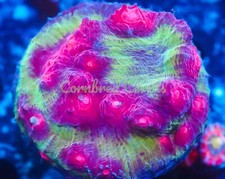 Cornbred pink raver for sale  Fort Lauderdale