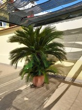 Cycas revoluta ornamentale usato  Afragola